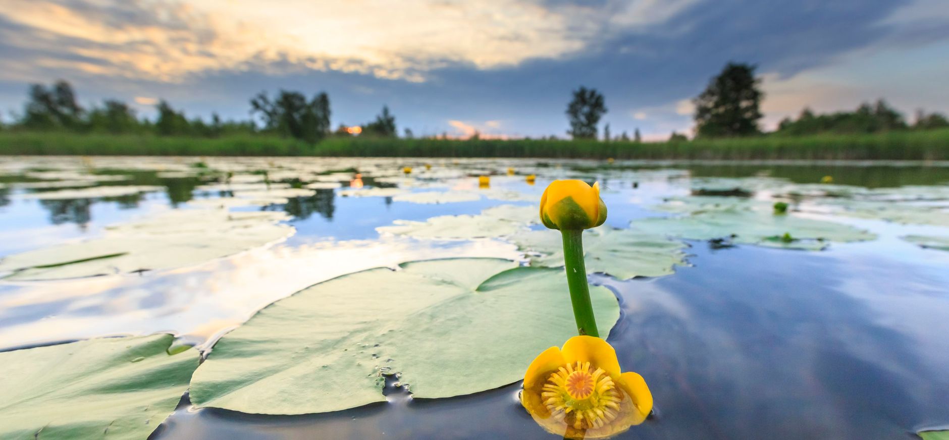 Dotterbloem op het Naardermeer