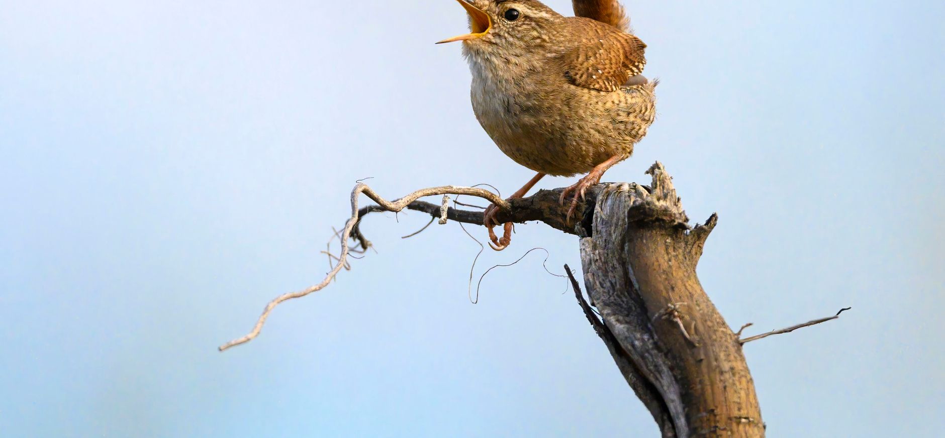 Vogelgeluiden herkennen - winterkoning