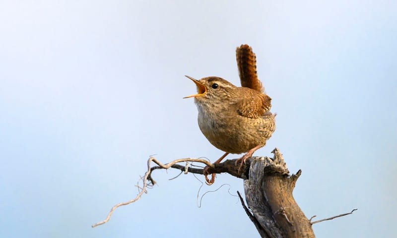 Vogelgeluiden herkennen - winterkoning