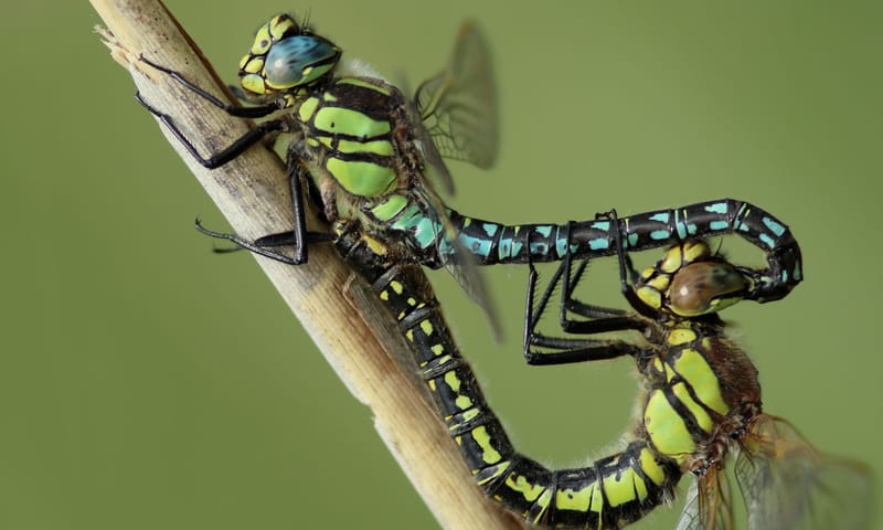 Blauwe glazenmaker - 10x waterdieren