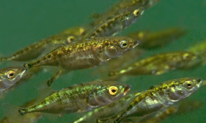 Driedoornig stekelbaarsje - 10x waterdieren