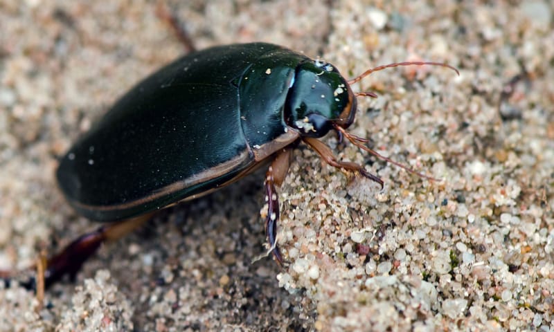 Geelgerande watertor 10x waterdieren