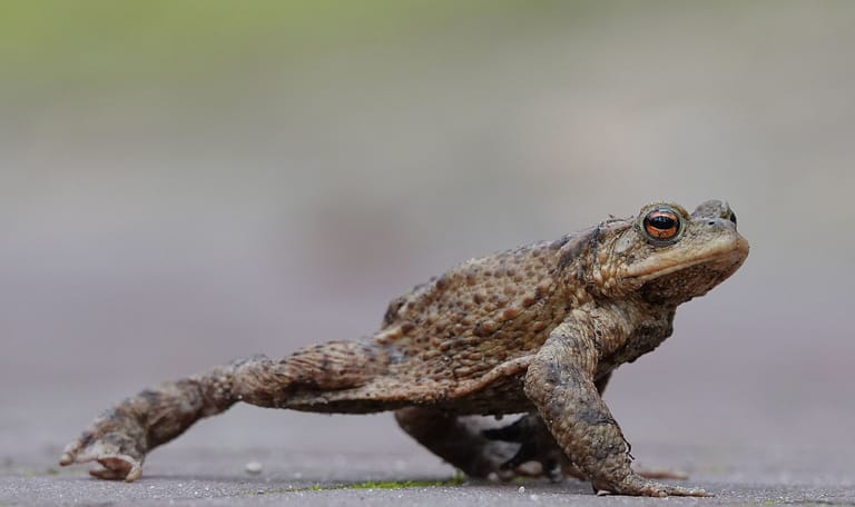 Gewone pad loopt meer dan hij springt