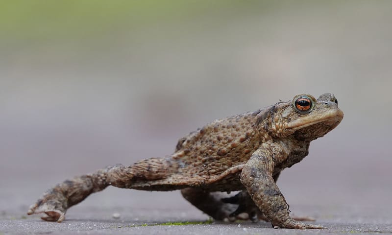 Gewone pad Gewone pad loopt meer dan hij springt