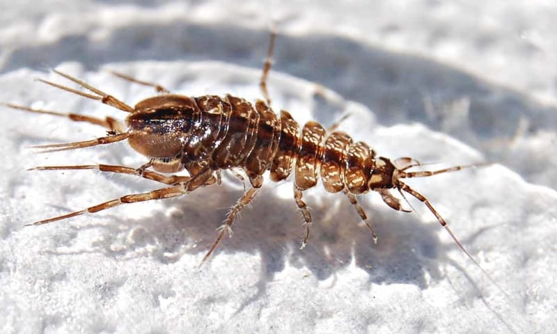 Gewone zoetwaterpissebed 10x waterdieren