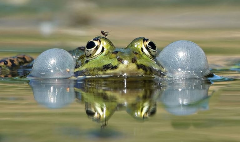Groene kikker