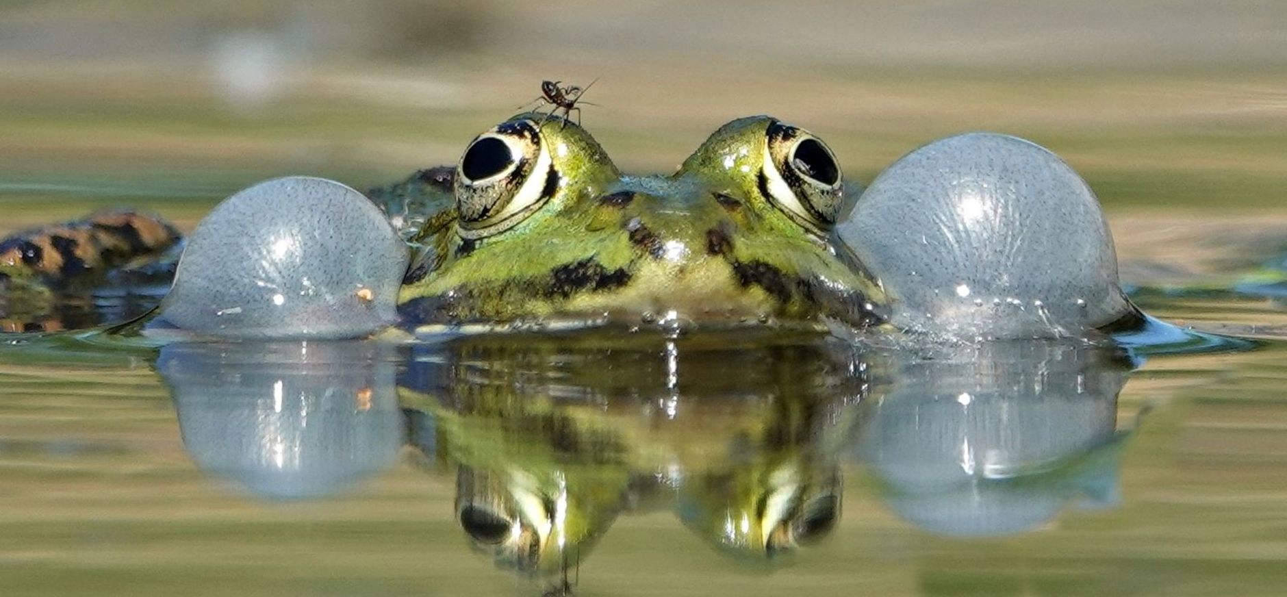 Groene kikker
