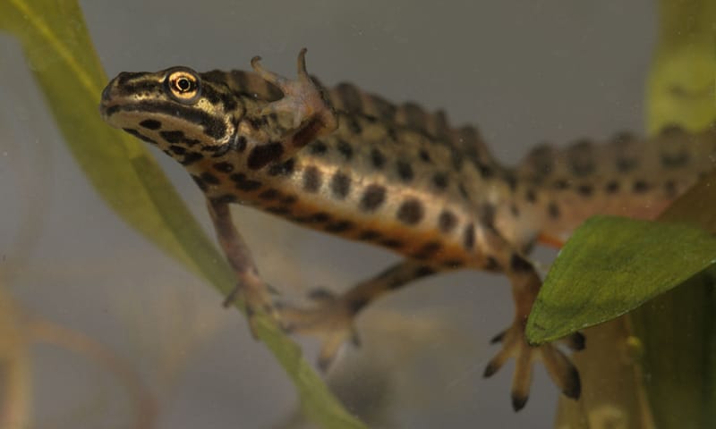 Kleine watersalamander 10x waterdieren