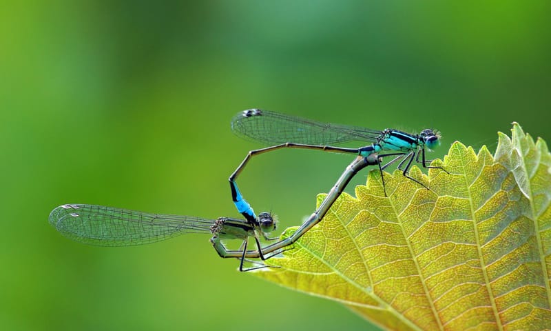Lantaarntje 10x waterdieren