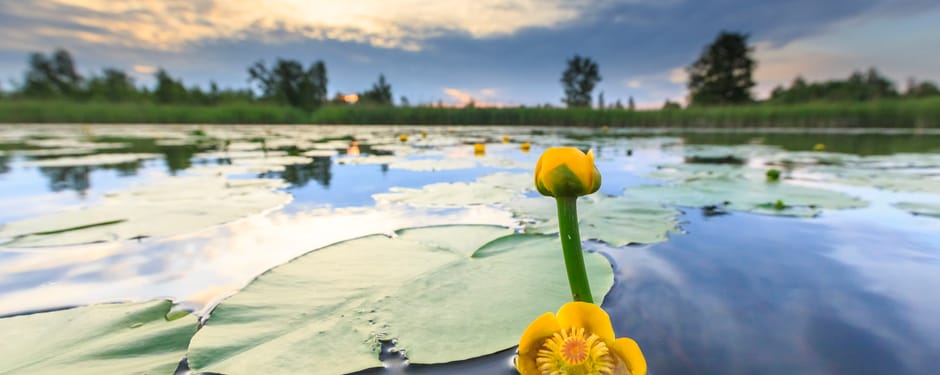 Dotterbloem op het Naardermeer