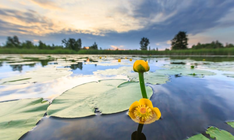 Dotterbloem op het Naardermeer