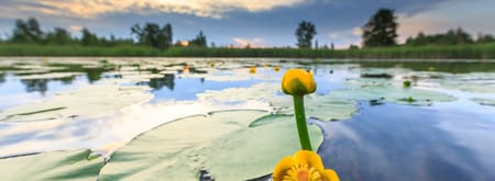 Dotterbloem op het Naardermeer