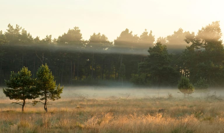 Sfeervol Grote Veld