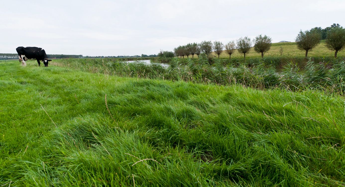 rondom spijkerboor