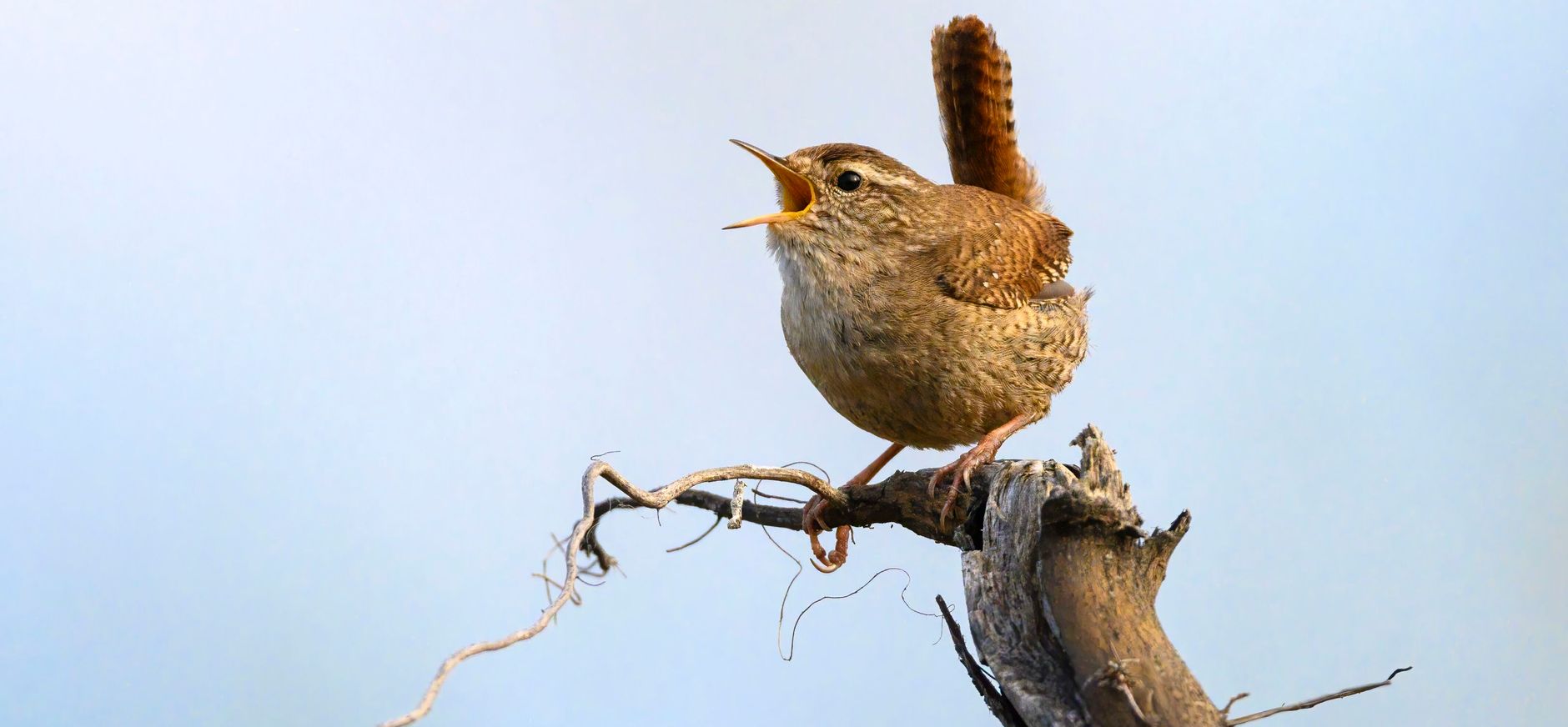 Vogelgeluiden herkennen - winterkoning