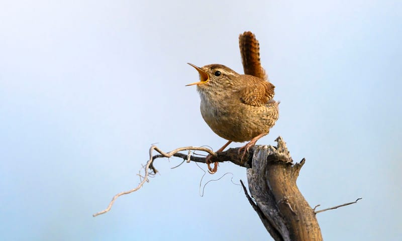 Vogelgeluiden herkennen - winterkoning