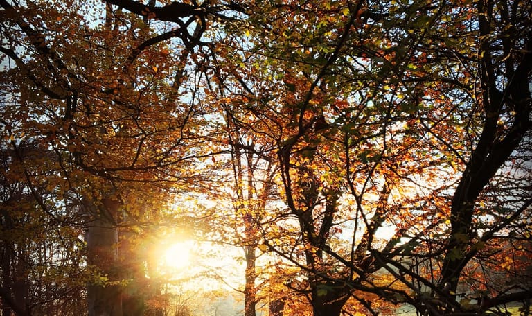 Herfst Veluwezoom Linda Voigt