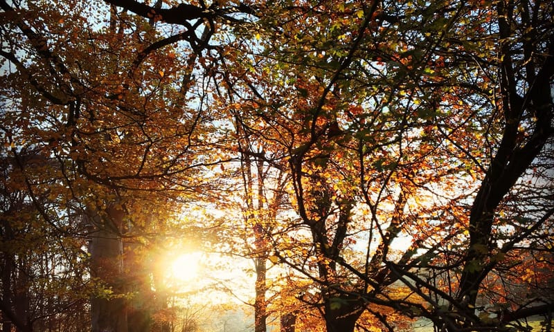 Herfst Veluwezoom Linda Voigt