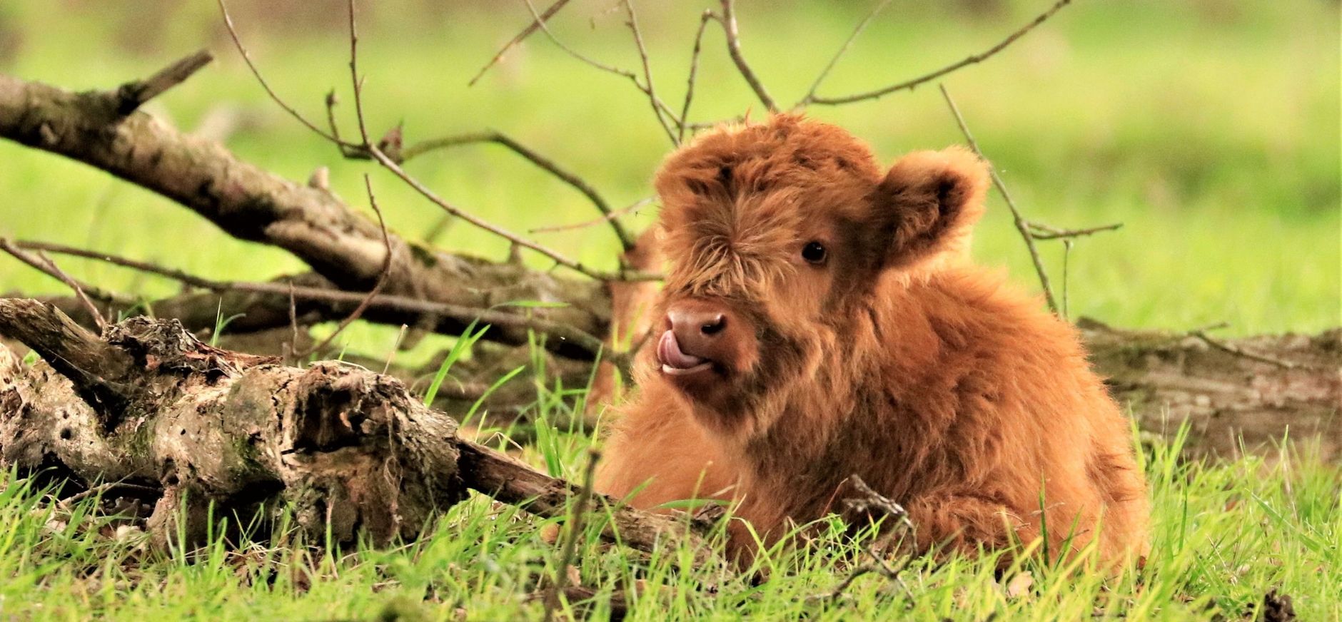 Schots hooglander kalfje