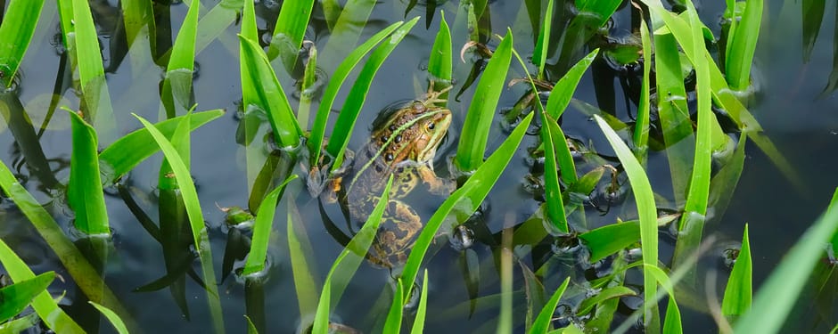krabbescheer met kikker