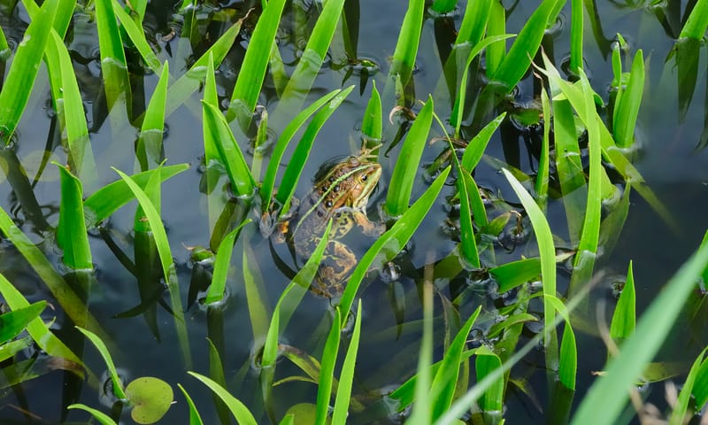 krabbescheer met kikker