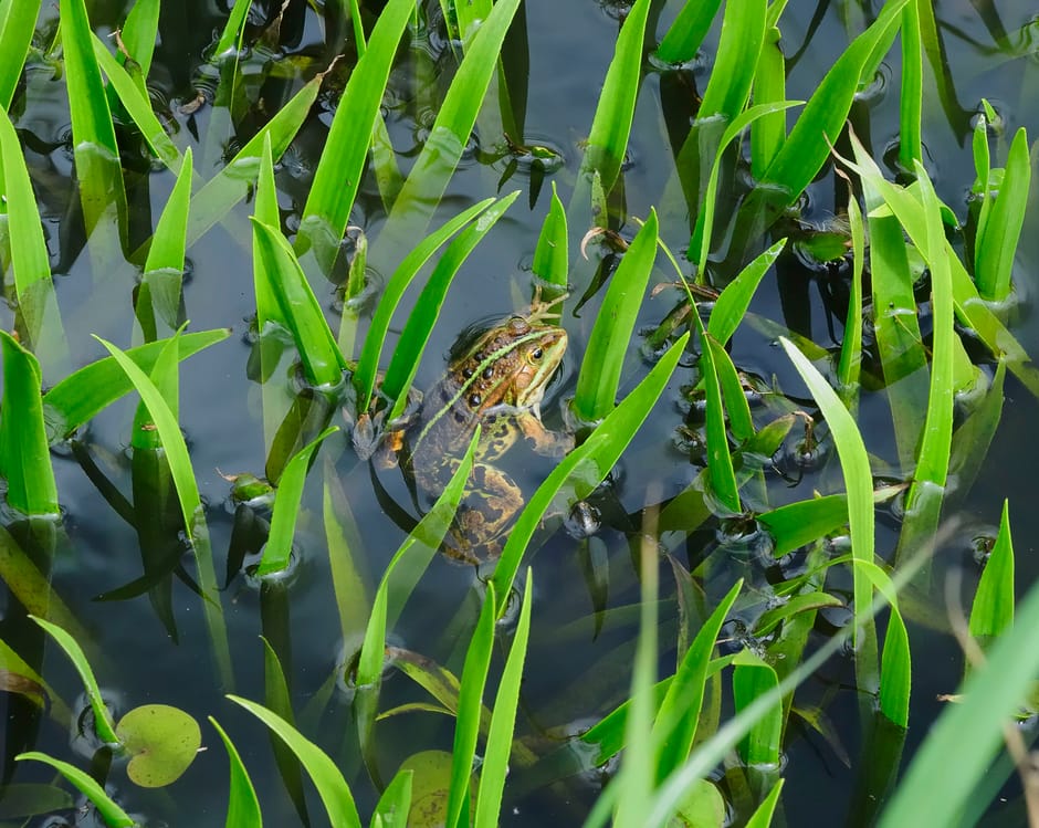 krabbescheer met kikker