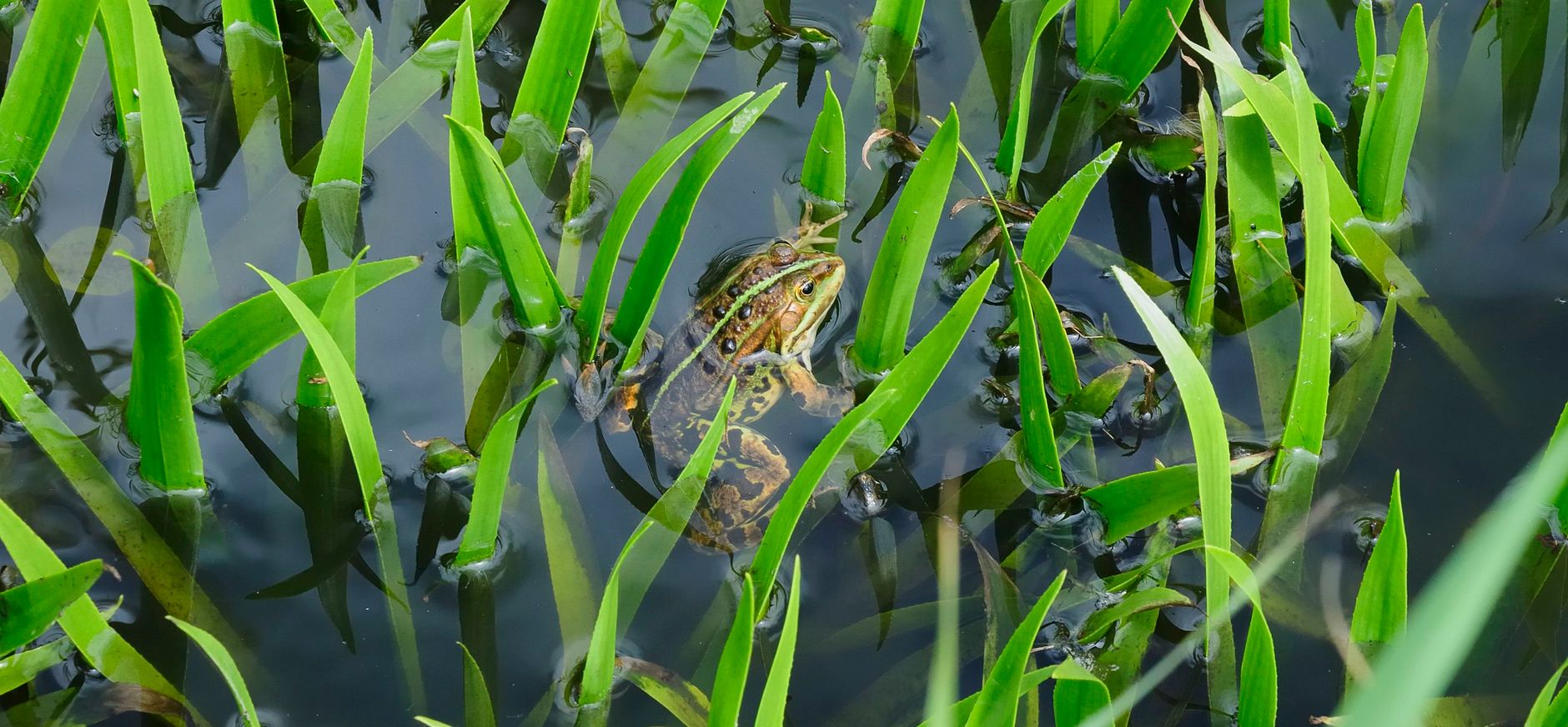 krabbescheer met kikker