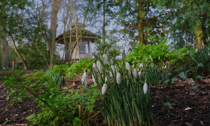 Sneeuwklokjes op De Tempel