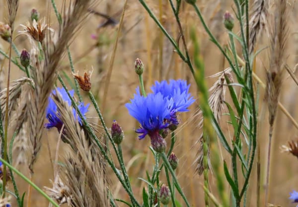Korenbloemen