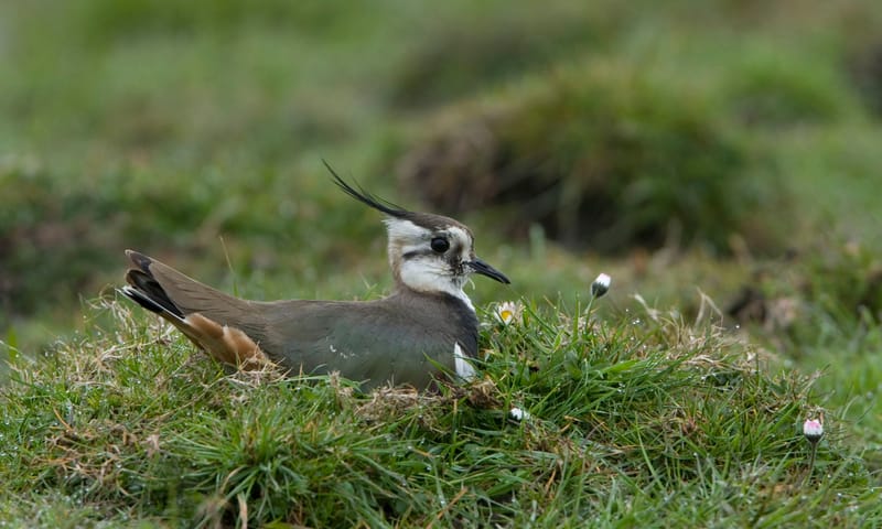 Kievit op nest Kievit