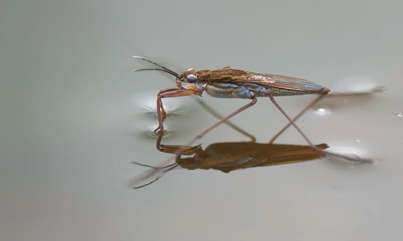 Poelschaatsenrijder 10x waterdieren