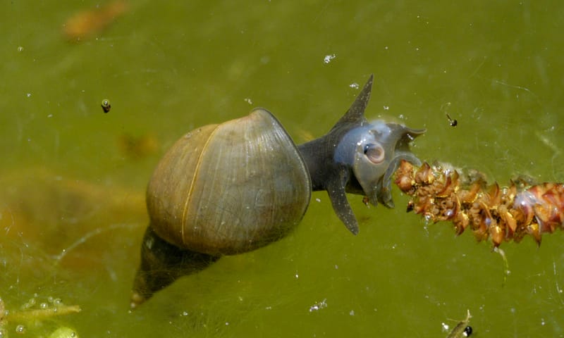Poelslak 10x waterdieren