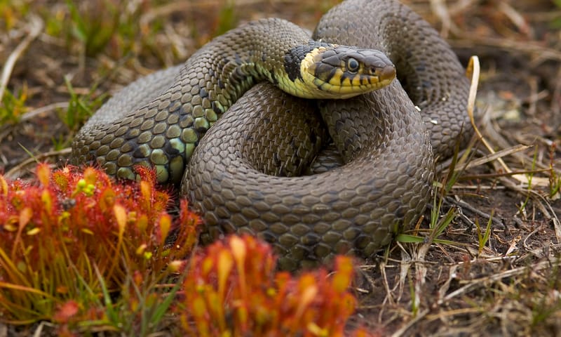 Ringslang 10x waterdieren