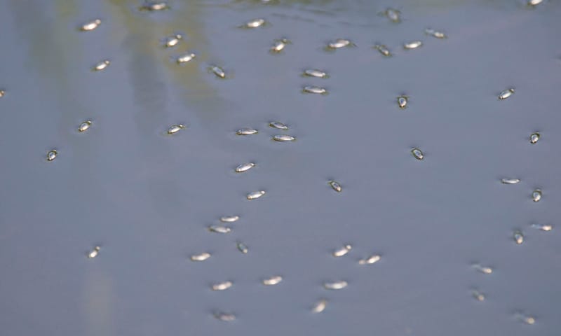 Schrijvertje 10x waterdieren