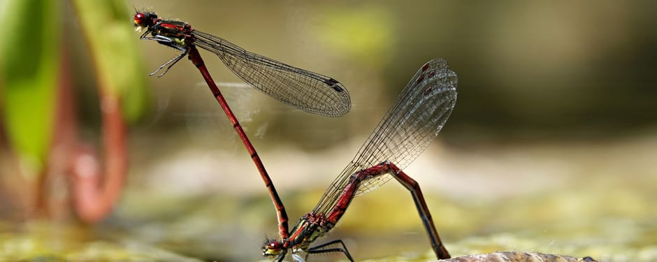 Vuurjuffer 10x waterdieren