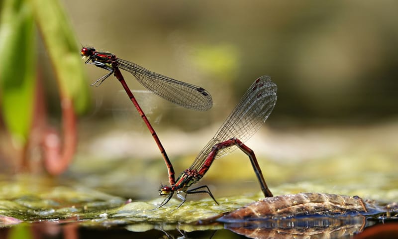 Vuurjuffer 10x waterdieren