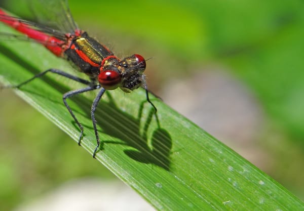 Vuurjuffer 10x waterdieren