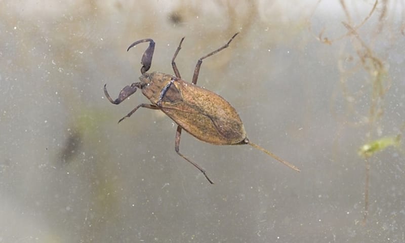 Waterschorpioen 10x waterdieren