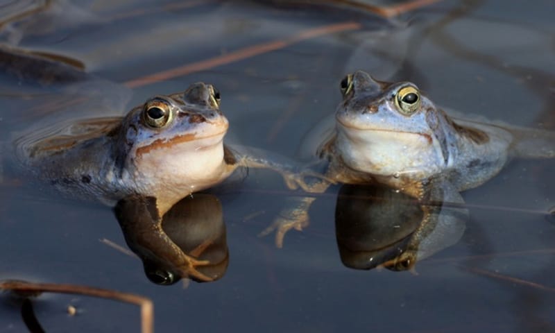 heikikkers