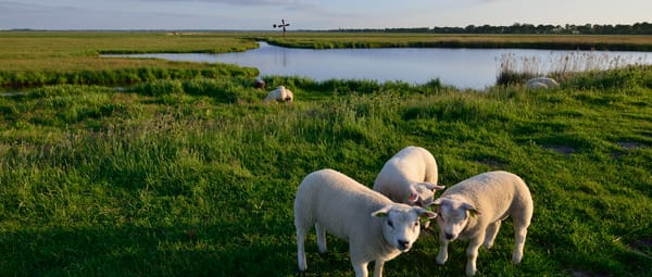 Schapen bij Waaien