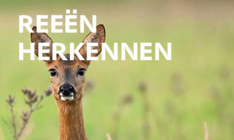 Ree