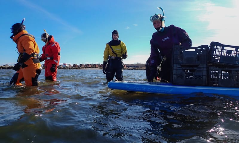 Zeegras  oogsten in Denemarken