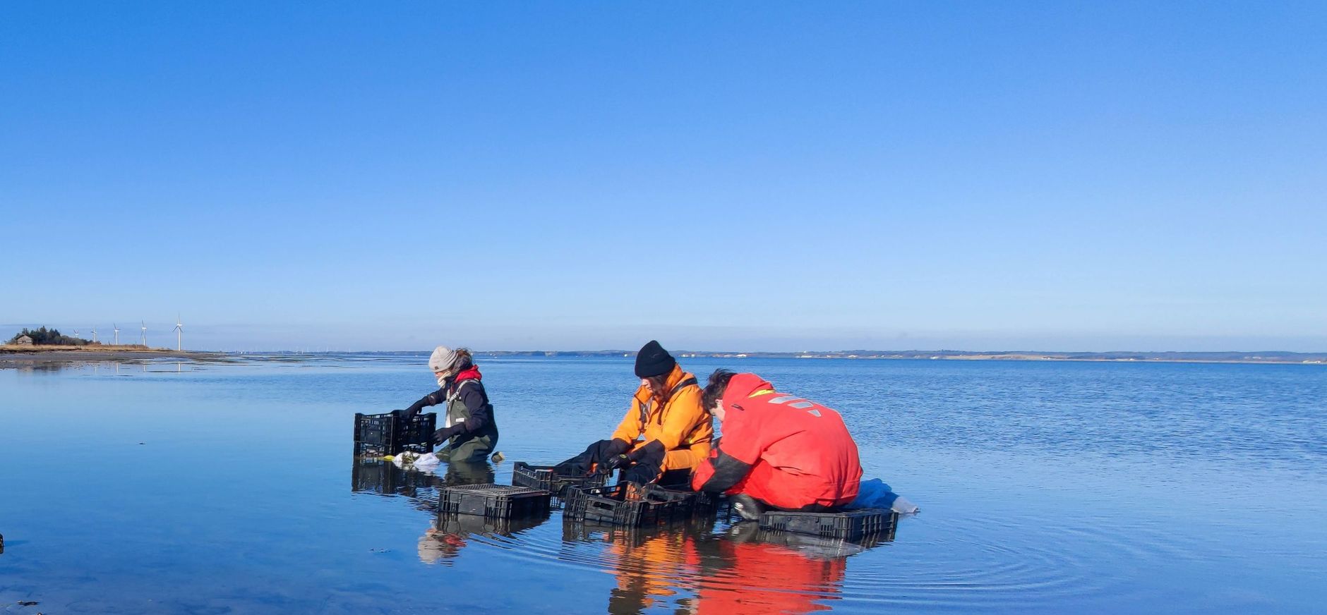 Verzamelen van Zeegras