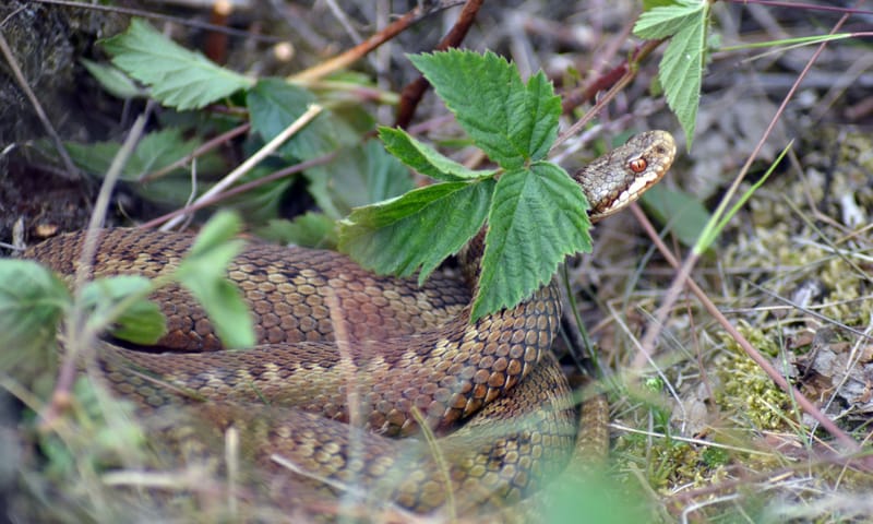 Adder Wolfheze