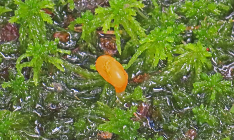 Beekmijtertje Wolfheze