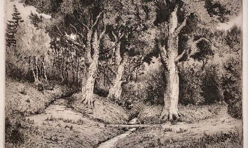 Wodanseiken bij bruggetje Papiermolenbeek - C. van der Woerd