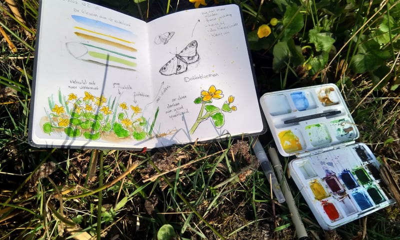 Dotterbloemen schetsen