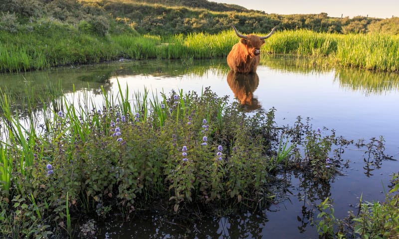 Nationaal Park Zuid-Kennemerland