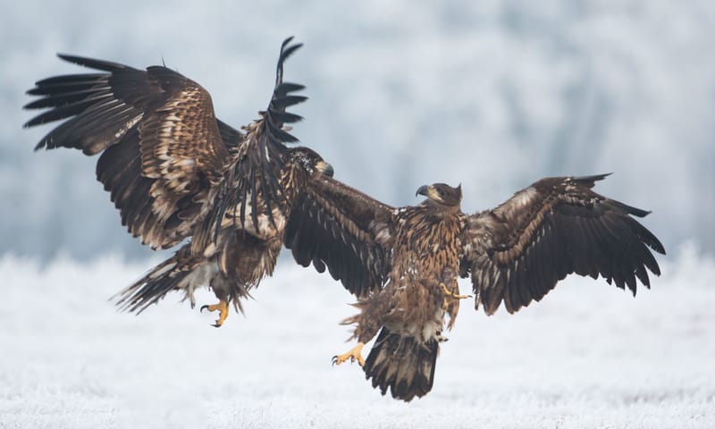 Vreugderijkerwaard zeearend