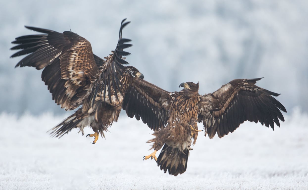 Maak kennis met de wintergasten in de Vreugderijkerwaard